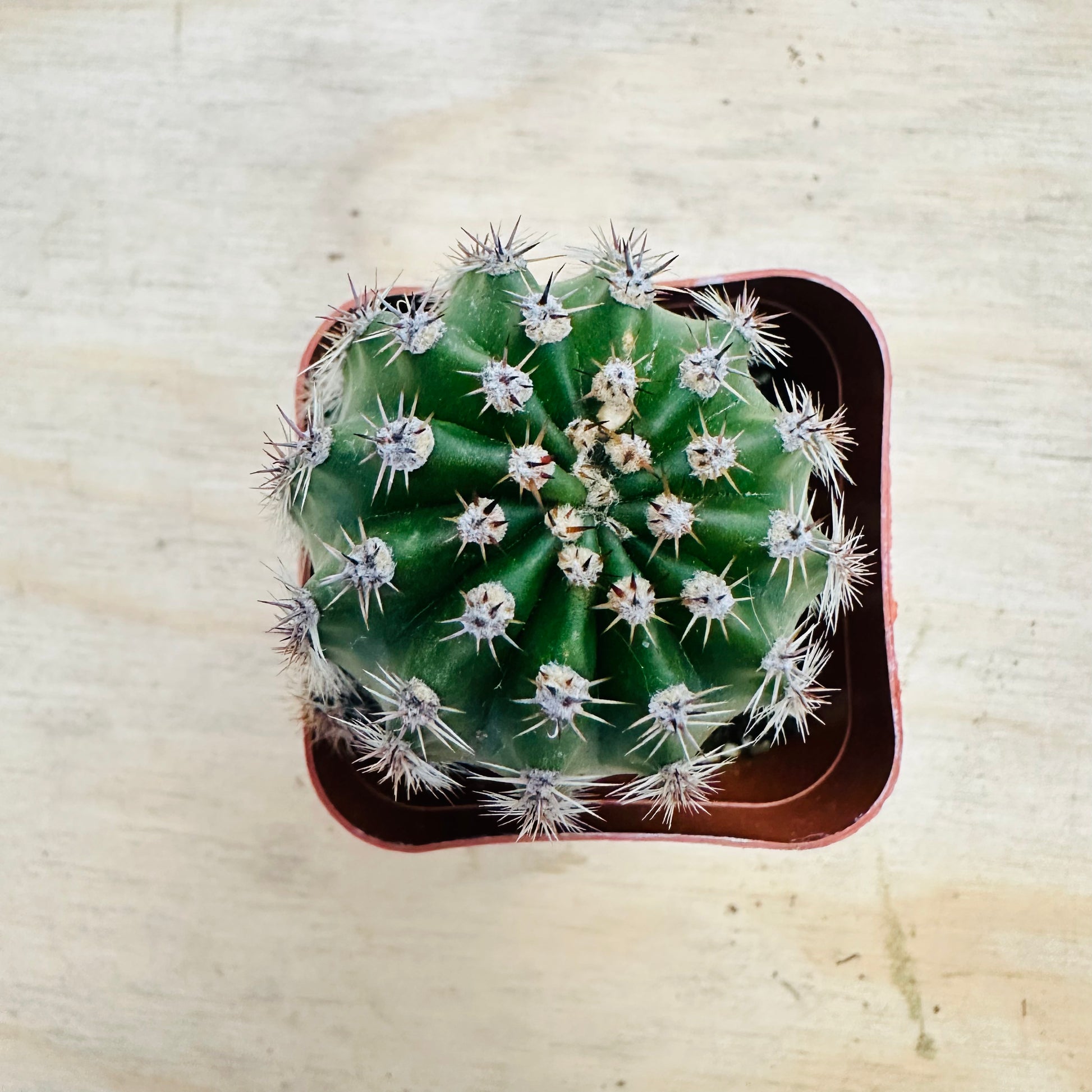 Echinobivia - Rainbow Bursts-SEAH