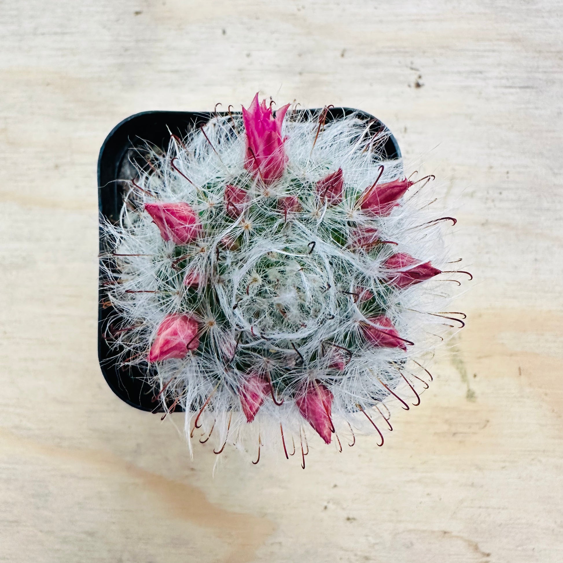 Mammillaria hahniana - Old Lady Cactus-SEAH