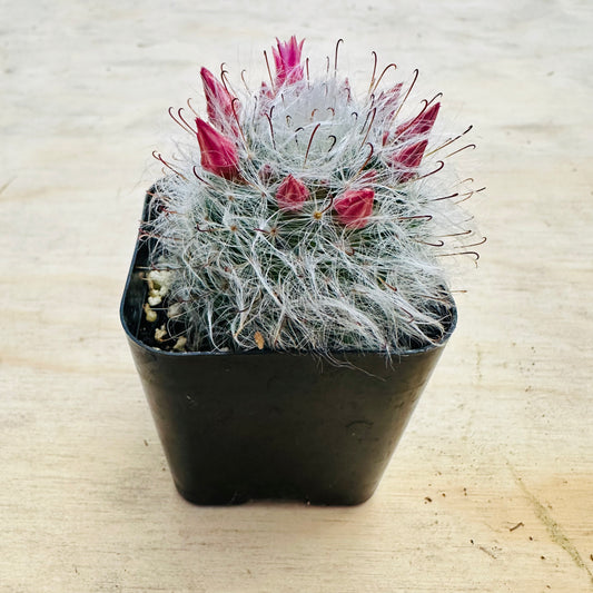 Mammillaria hahniana - Old Lady Cactus-SEAH
