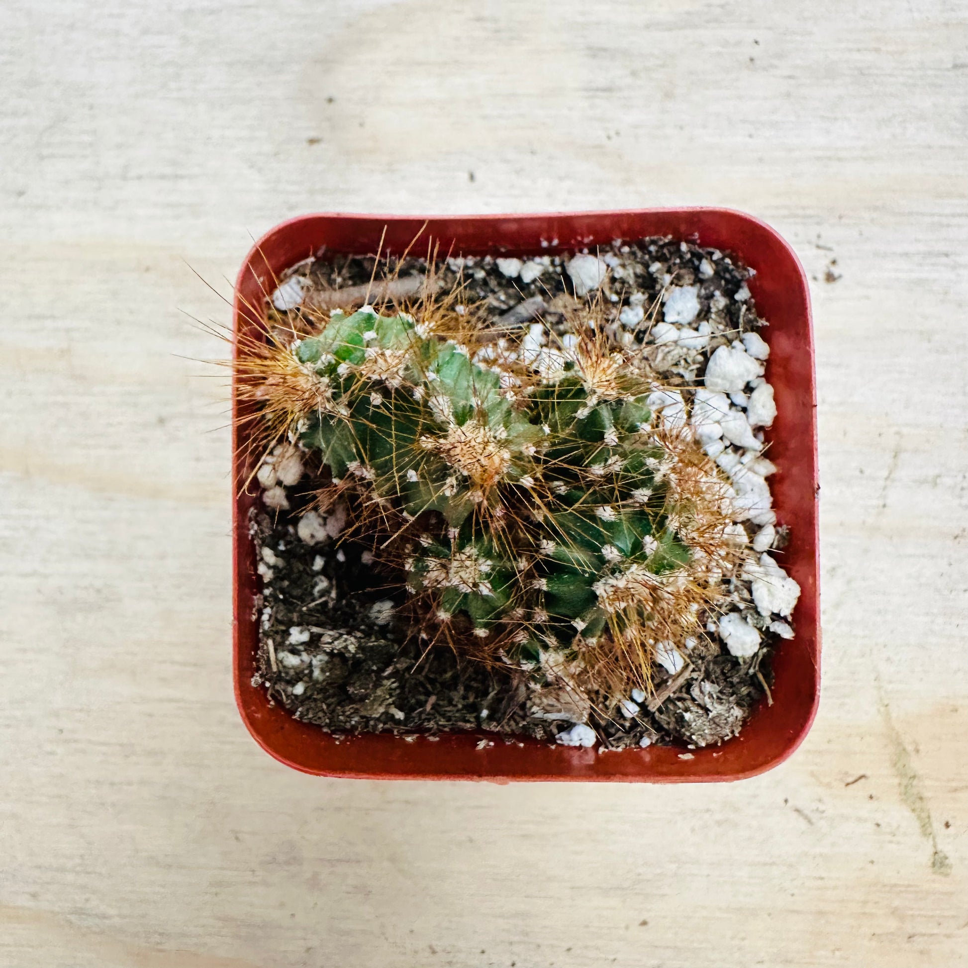 Cereus peruvianus monstrose-SEAH