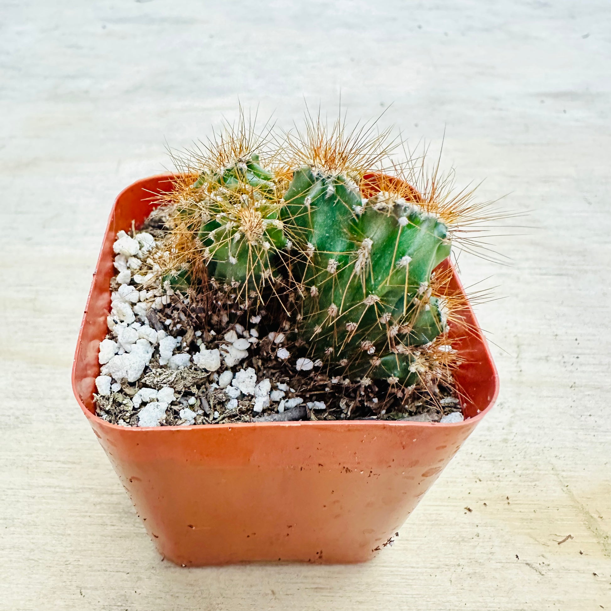 Cereus peruvianus monstrose-SEAH