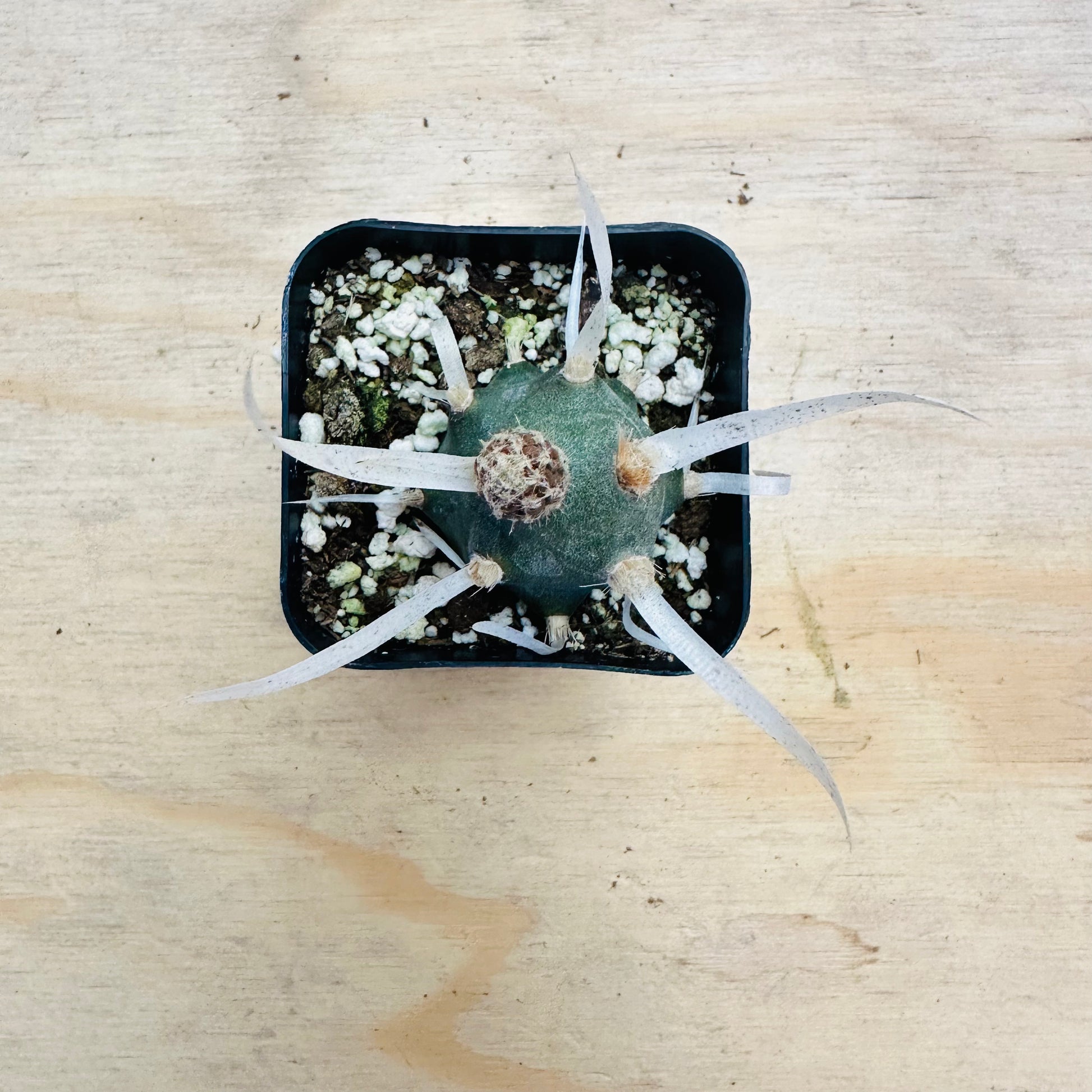 Tephrocactus articulatus var. papyracanthus - Paper Spine Cactus-SEAH