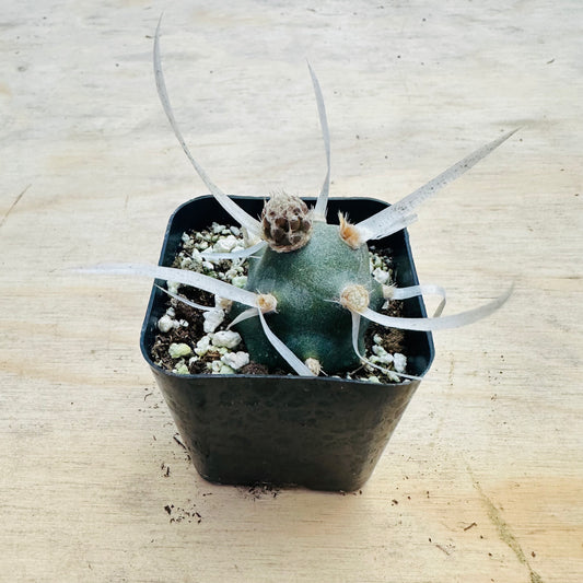 Tephrocactus articulatus var. papyracanthus - Paper Spine Cactus-SEAH