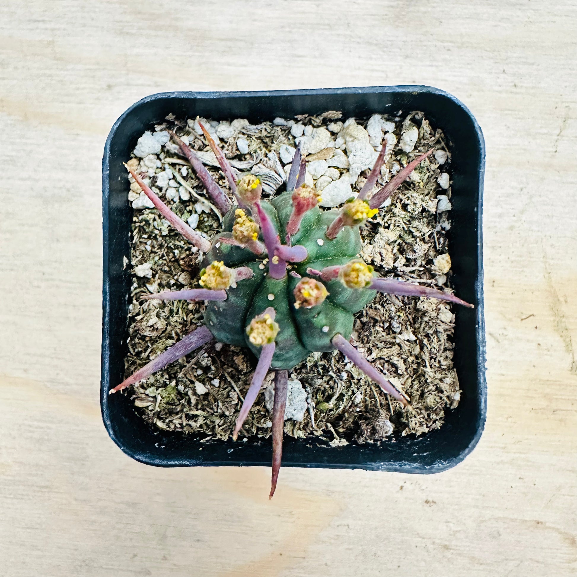 Euphorbia ferox - Pincushion Euphorbia-SEAH