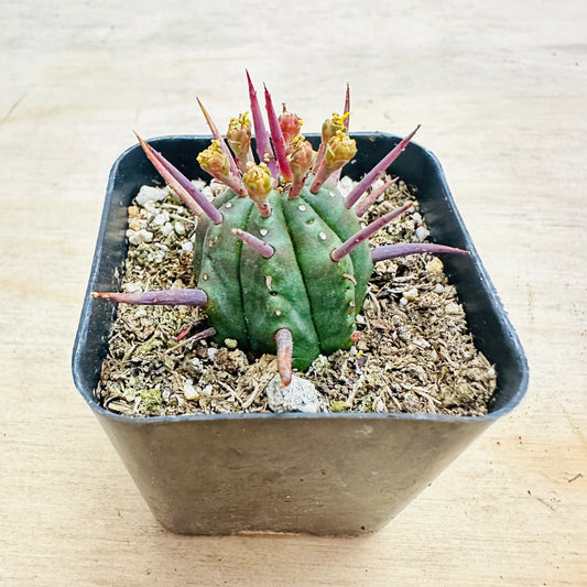 Euphorbia ferox - Pincushion Euphorbia-SEAH