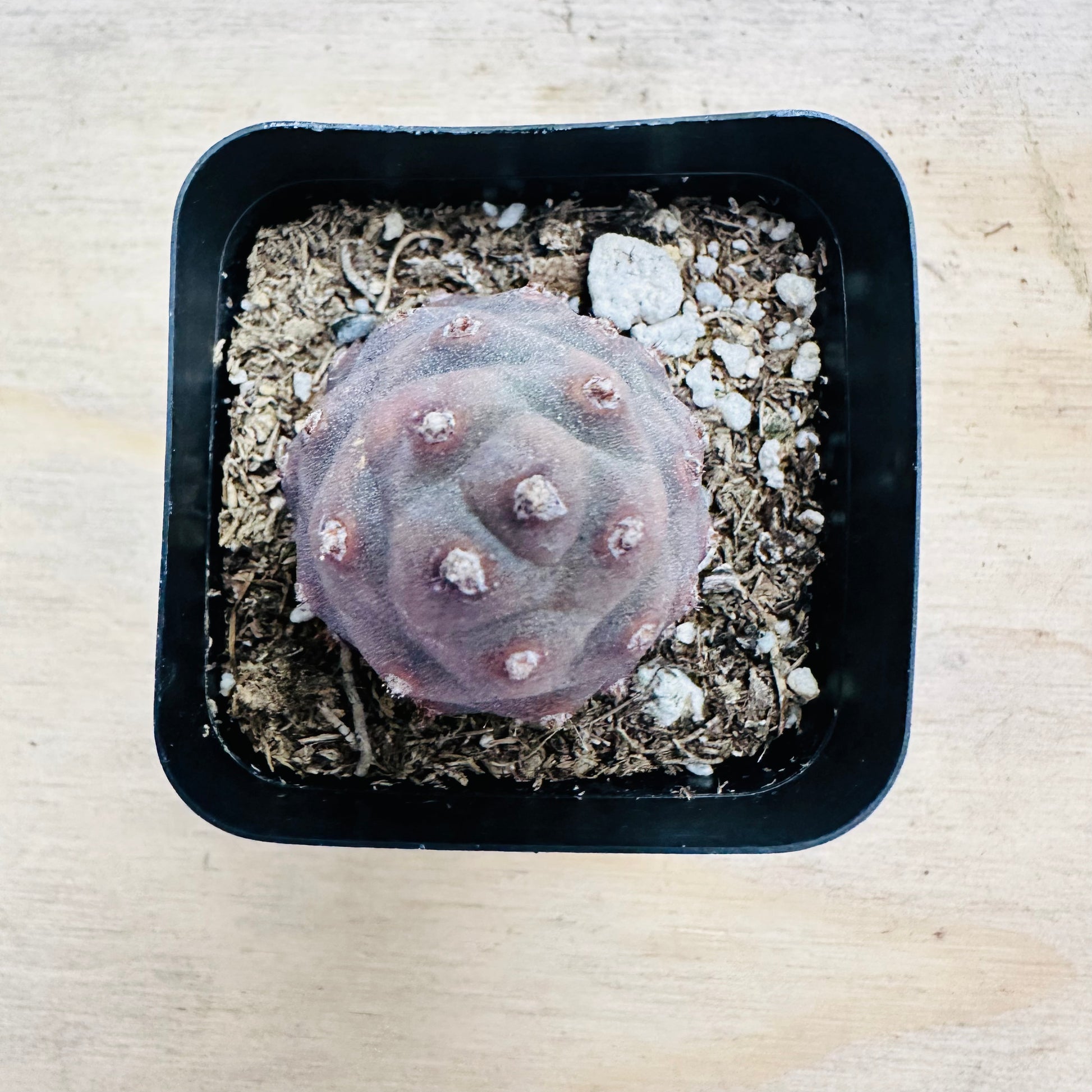 Tephrocactus articulatus var. inermis - Pine Cone Cactus-SEAH