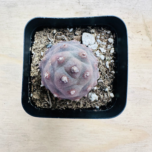 Tephrocactus articulatus var. inermis - Pine Cone Cactus-SEAH