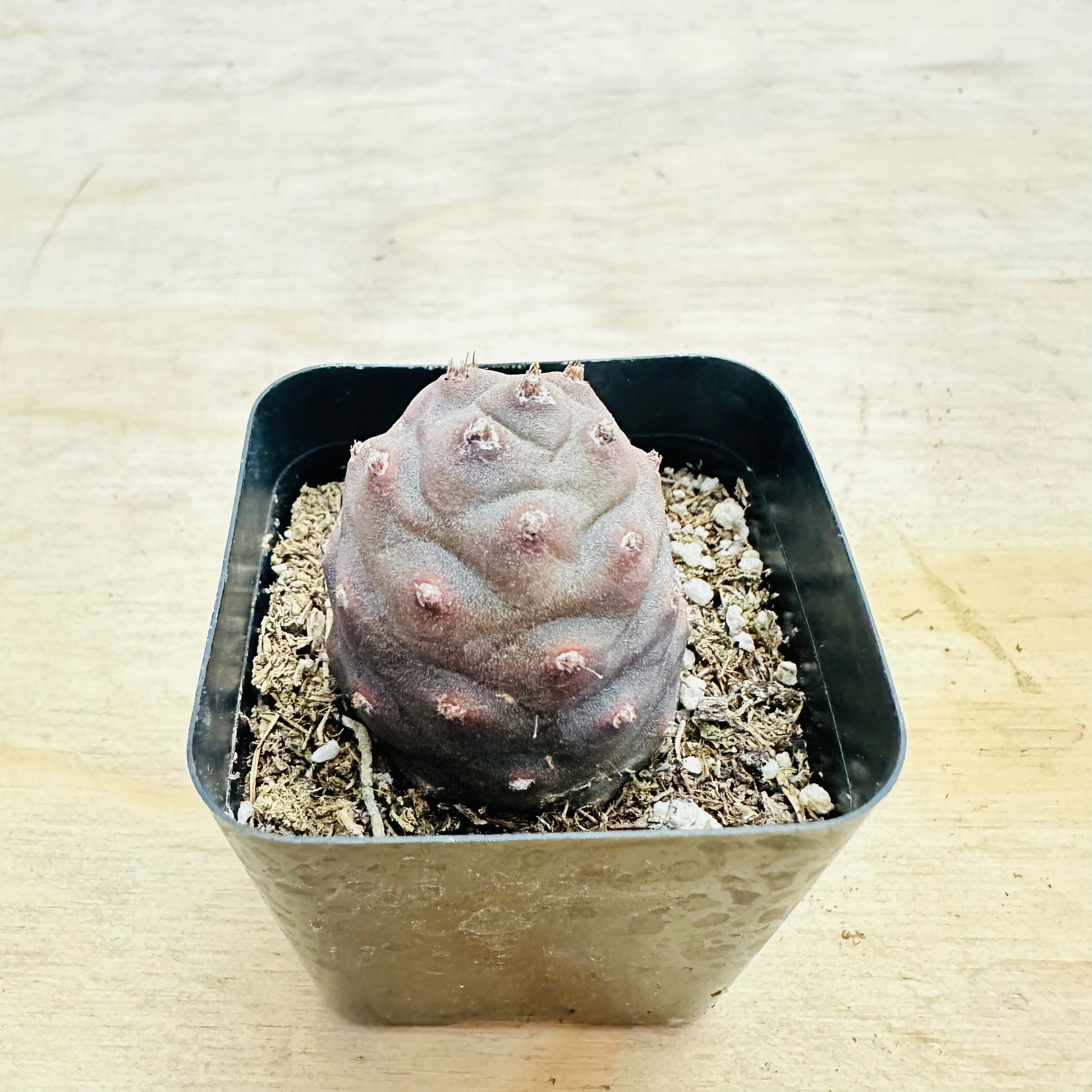 Tephrocactus articulatus var. inermis - Pine Cone Cactus-SEAH