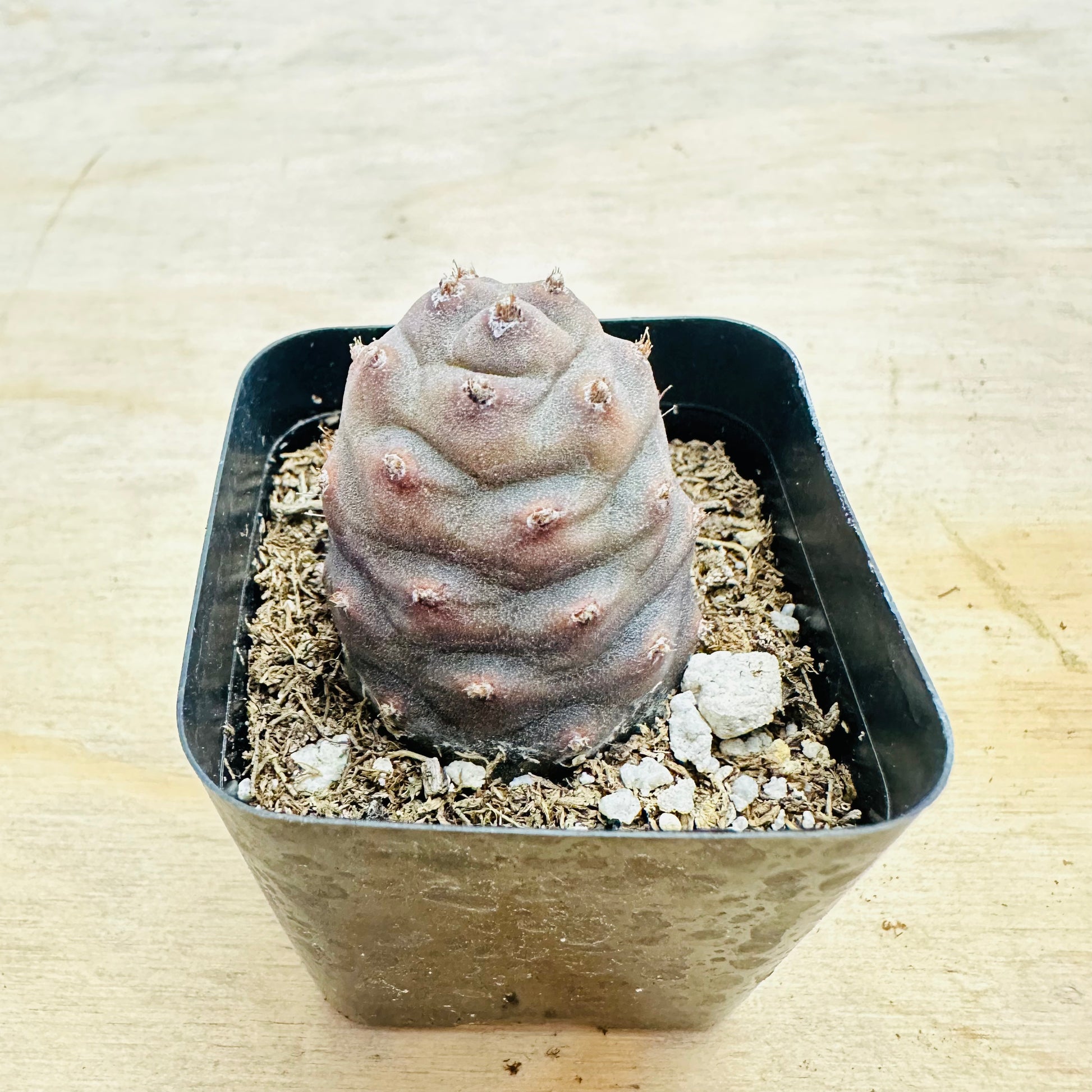 Tephrocactus articulatus var. inermis - Pine Cone Cactus-SEAH