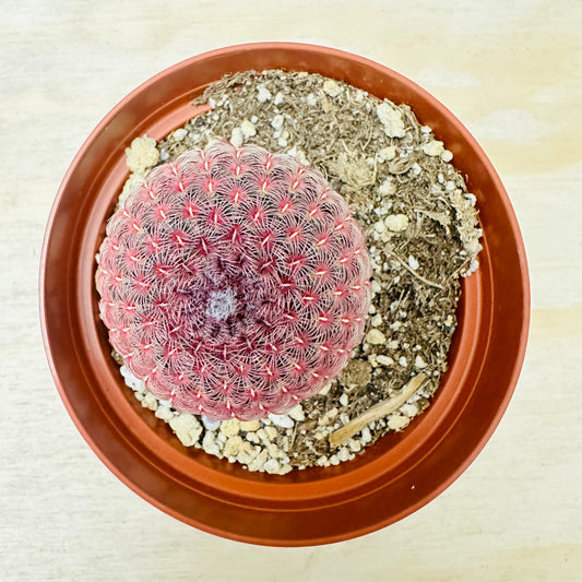 Rainbow Hedgehog Cactus - Echinocereus rigidissimus 'Rubispinus'-SEAH