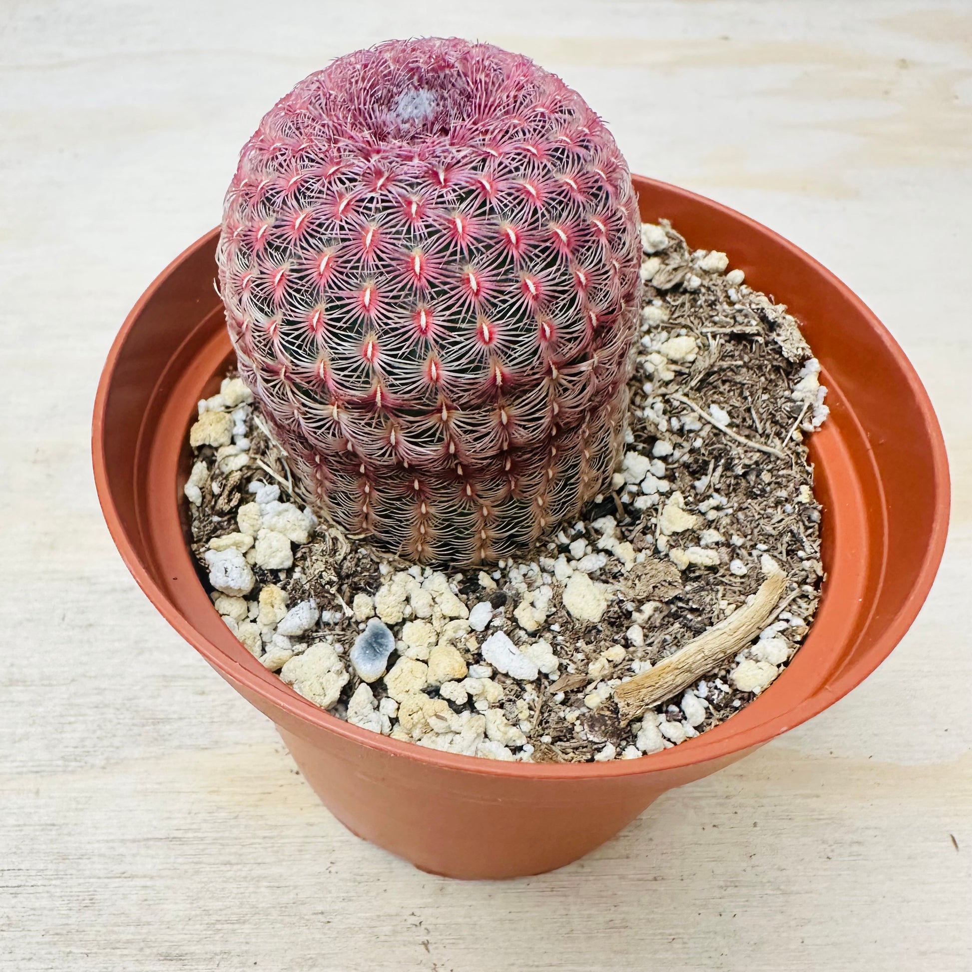 Rainbow Hedgehog Cactus - Echinocereus rigidissimus 'Rubispinus'-SEAH