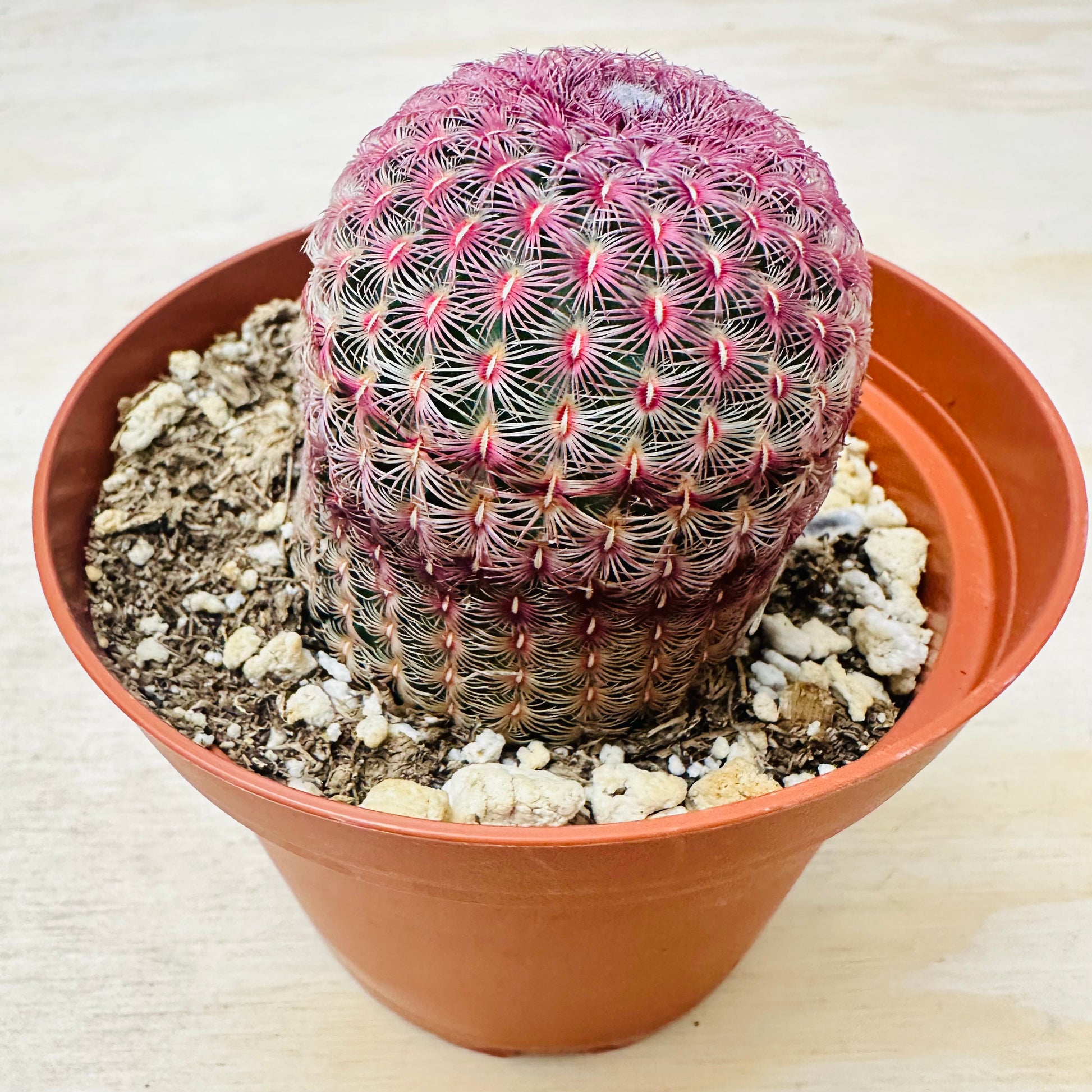 Rainbow Hedgehog Cactus - Echinocereus rigidissimus 'Rubispinus'-SEAH