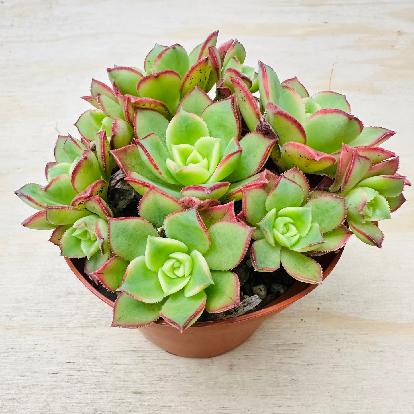 Aeonium Kiwi-SEAH
