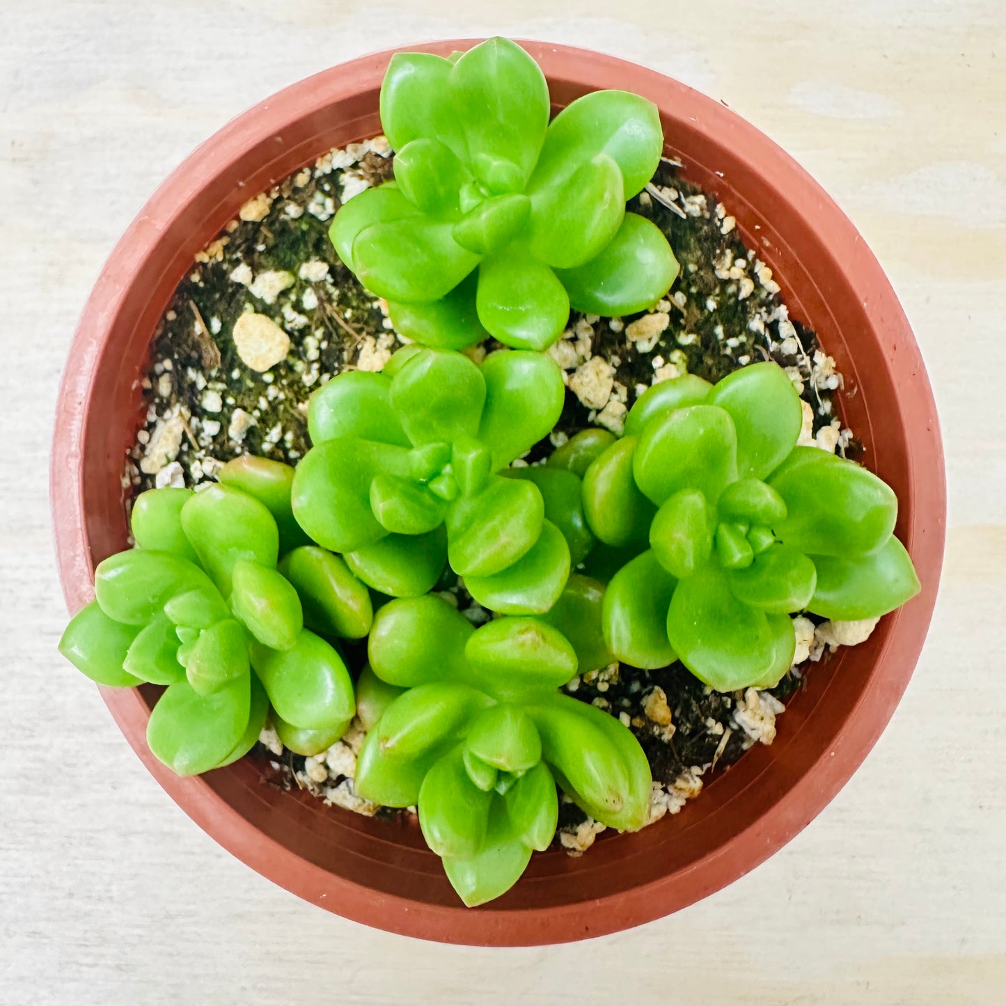 Sedum lucidum - Obesum-SEAH