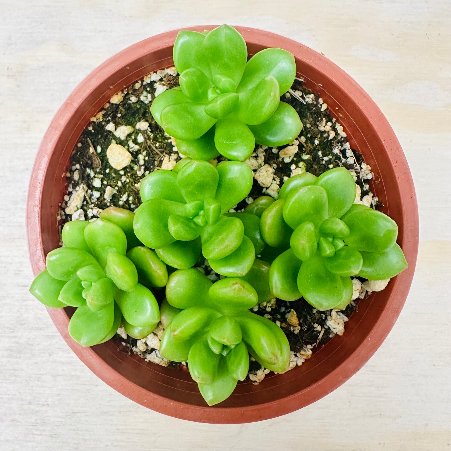 Sedum lucidum - Obesum-SEAH