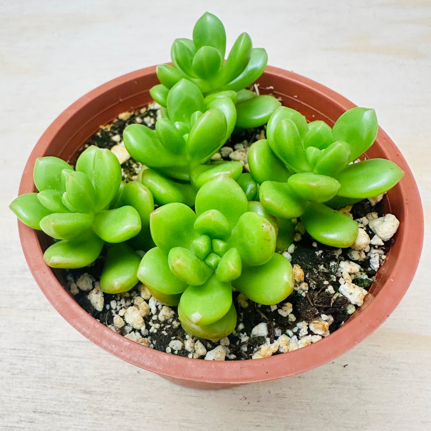 Sedum lucidum - Obesum-SEAH
