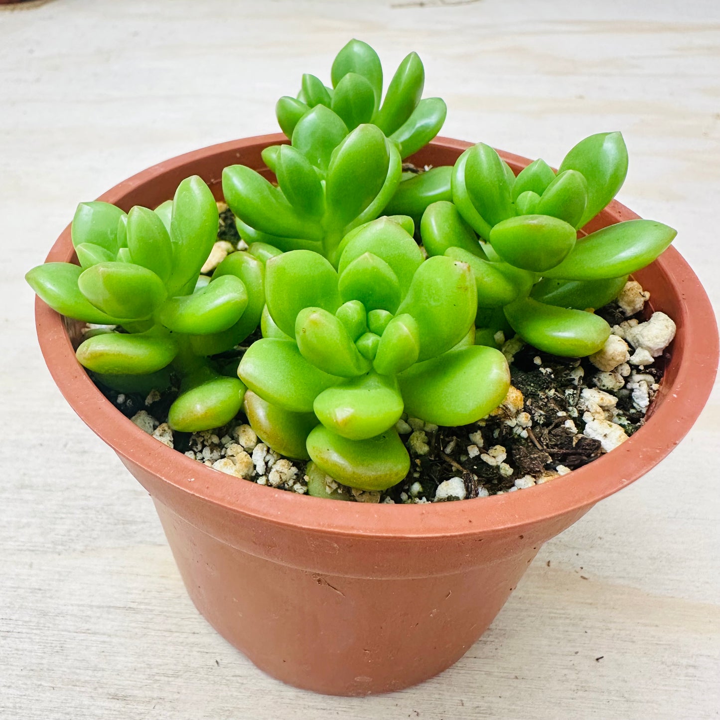 Sedum lucidum - Obesum-SEAH