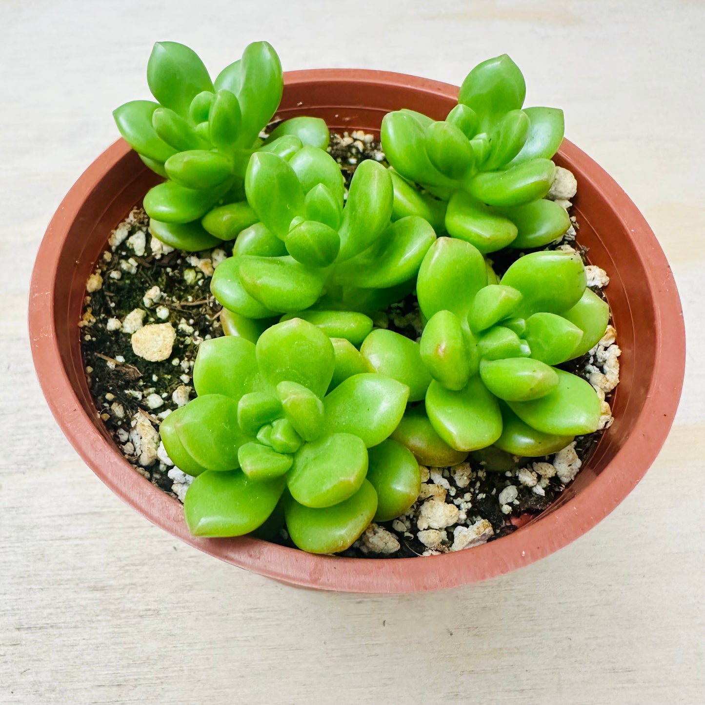 Sedum lucidum - Obesum-SEAH