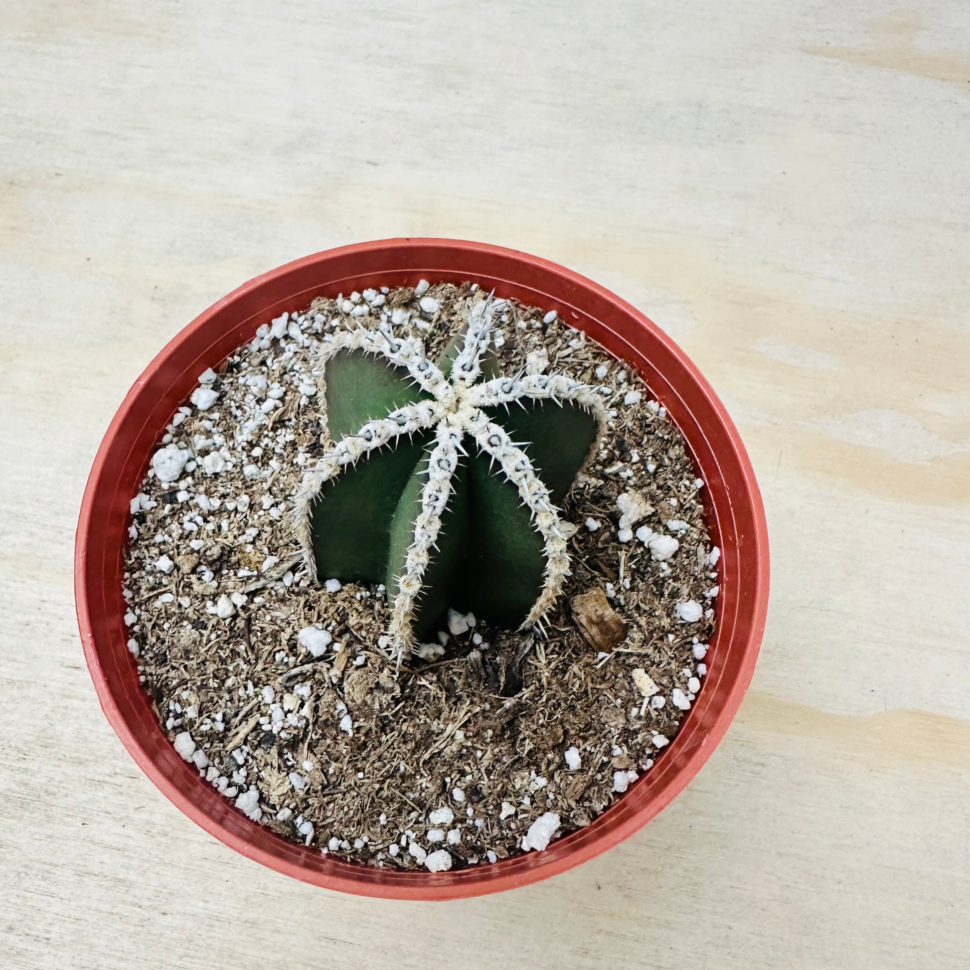 Pachycereus marginatus - Mexican Fence Post Cactus-SEAH
