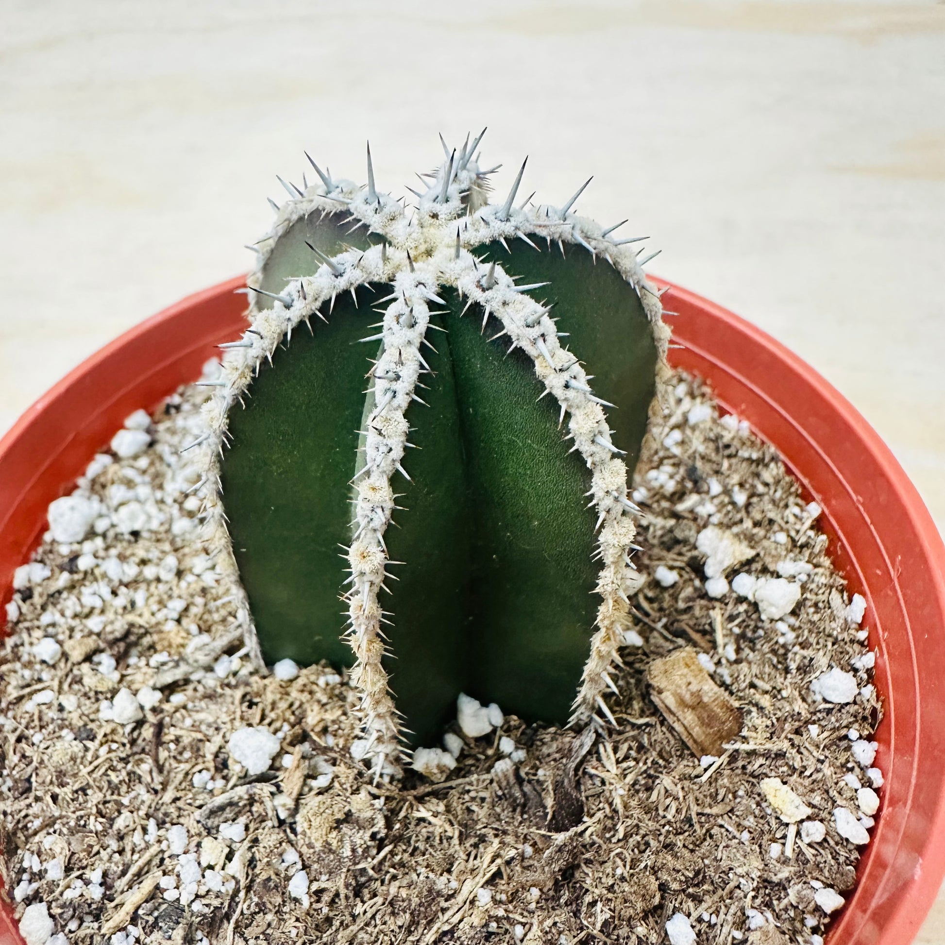 Pachycereus marginatus - Mexican Fence Post Cactus-SEAH