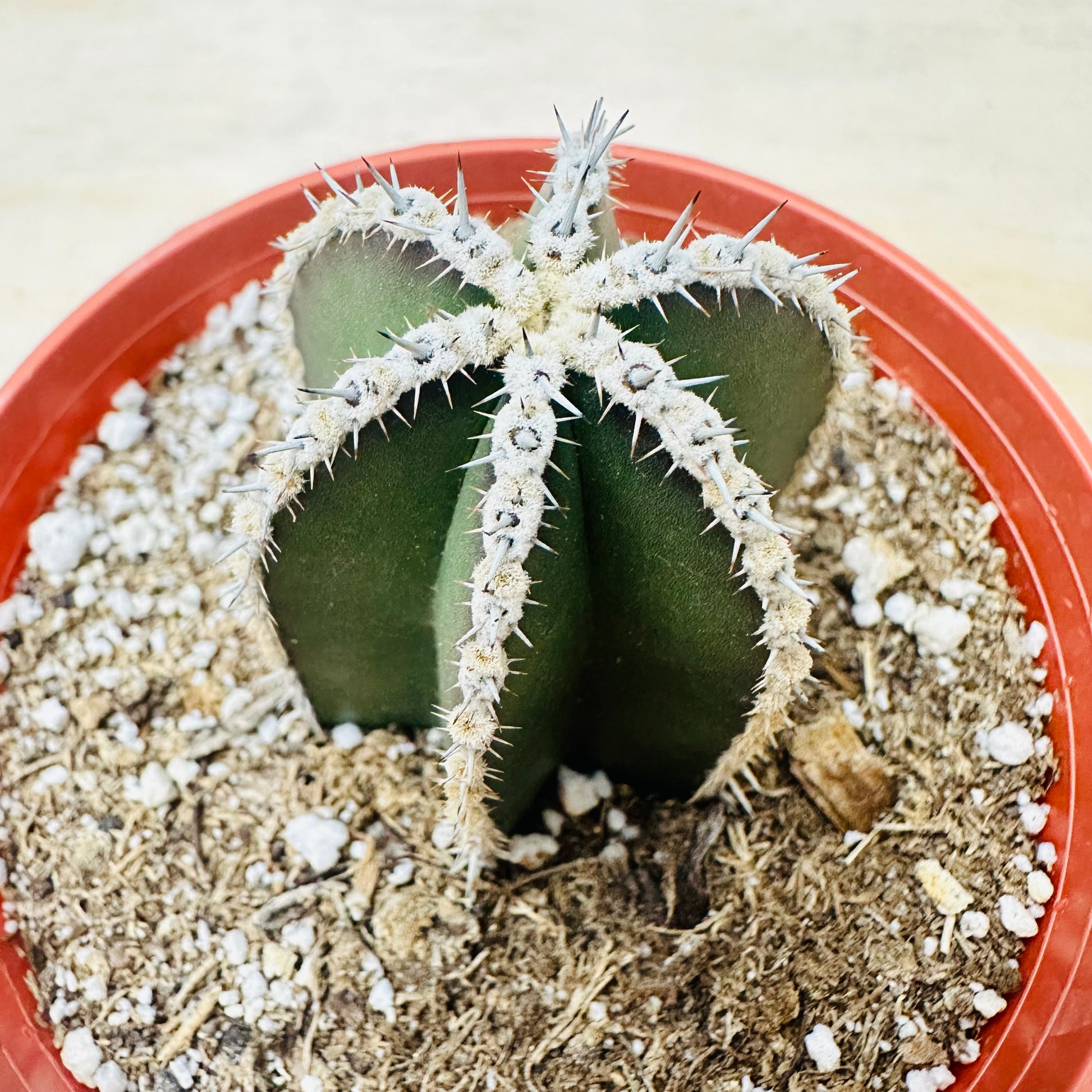 Pachycereus marginatus - Mexican Fence Post Cactus-SEAH