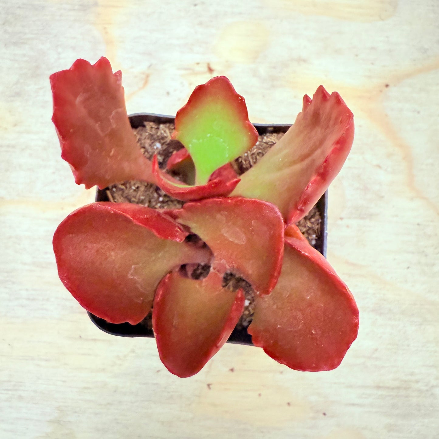 Kalanchoe sexangularis - Red-Leaved Kalanchoe