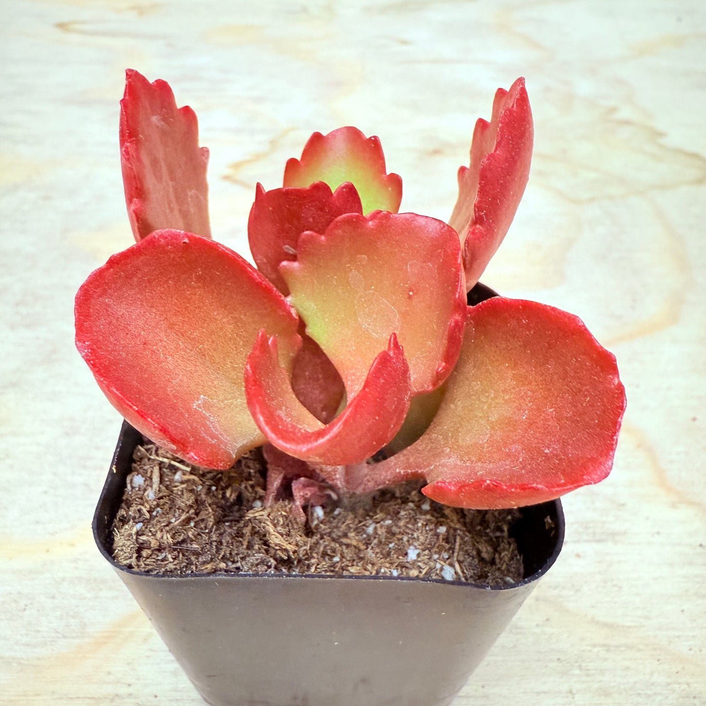 Kalanchoe sexangularis - Red-Leaved Kalanchoe