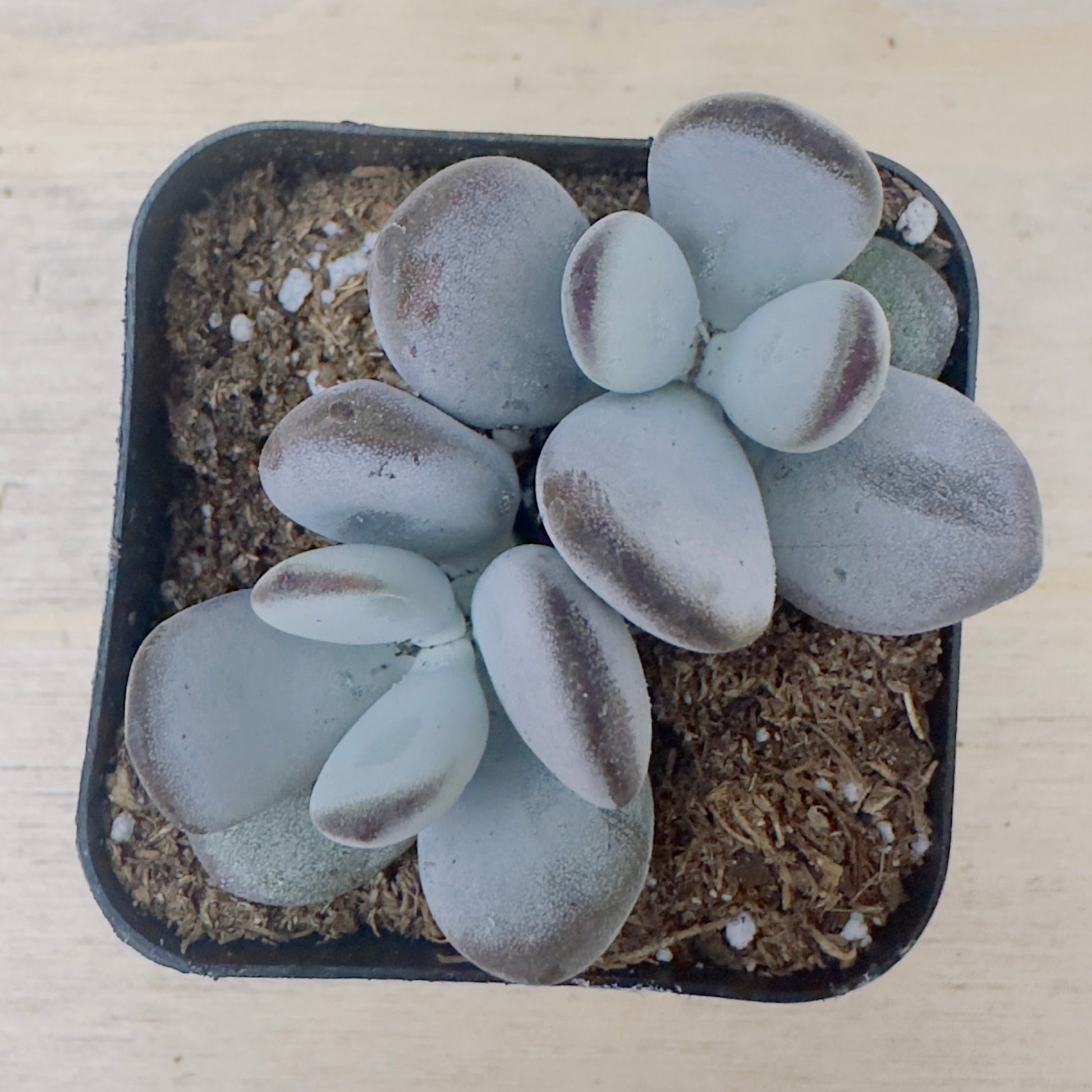Cotyledon orbiculata - Dinteri Jacobsen-SEAH