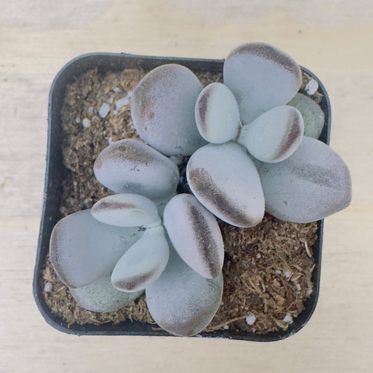 Dinteri Jacobsen Cotyledon (Cotyledon orbiculata ‘Dinteri Jacobsen’) live succulent plant