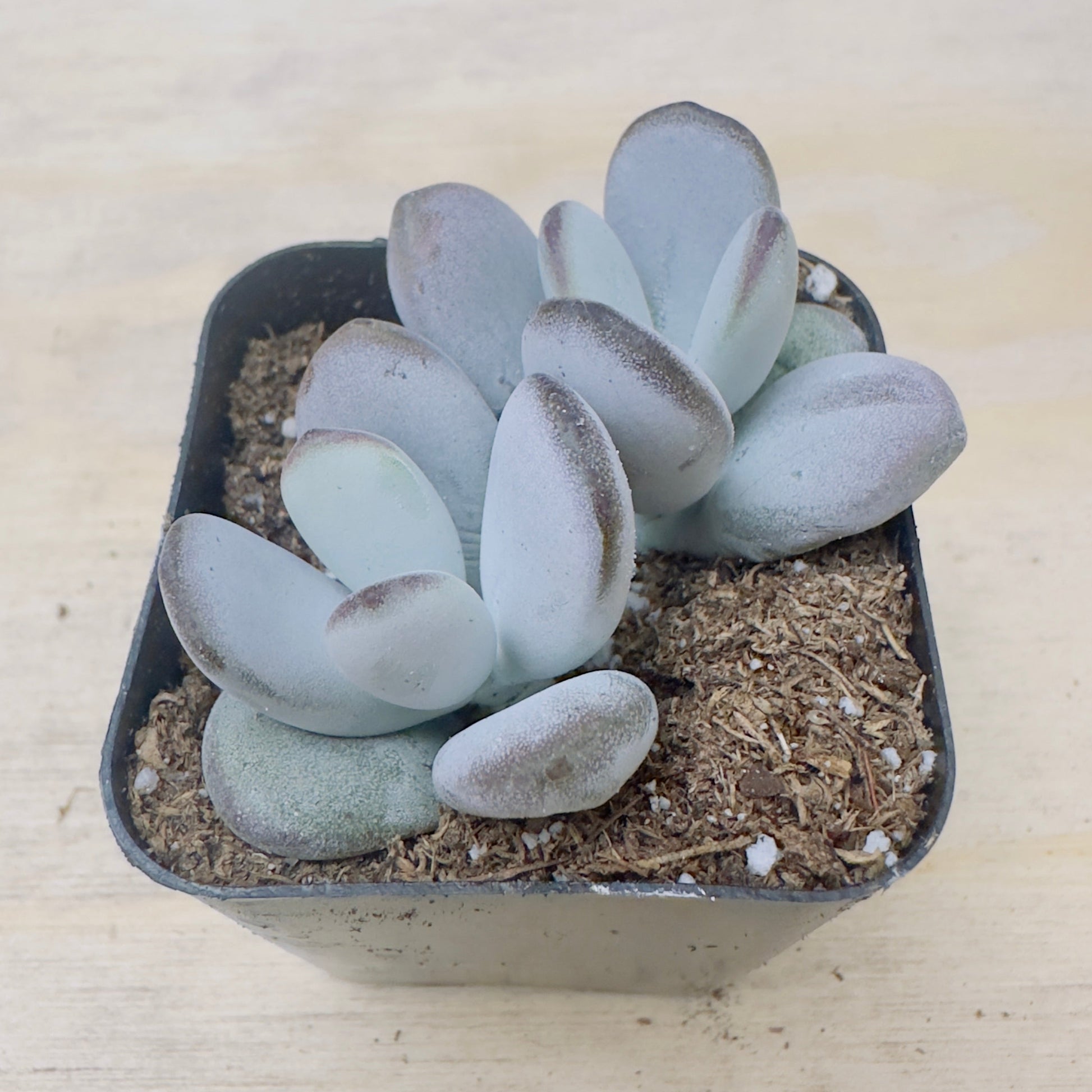 Cotyledon orbiculata - Dinteri Jacobsen-SEAH