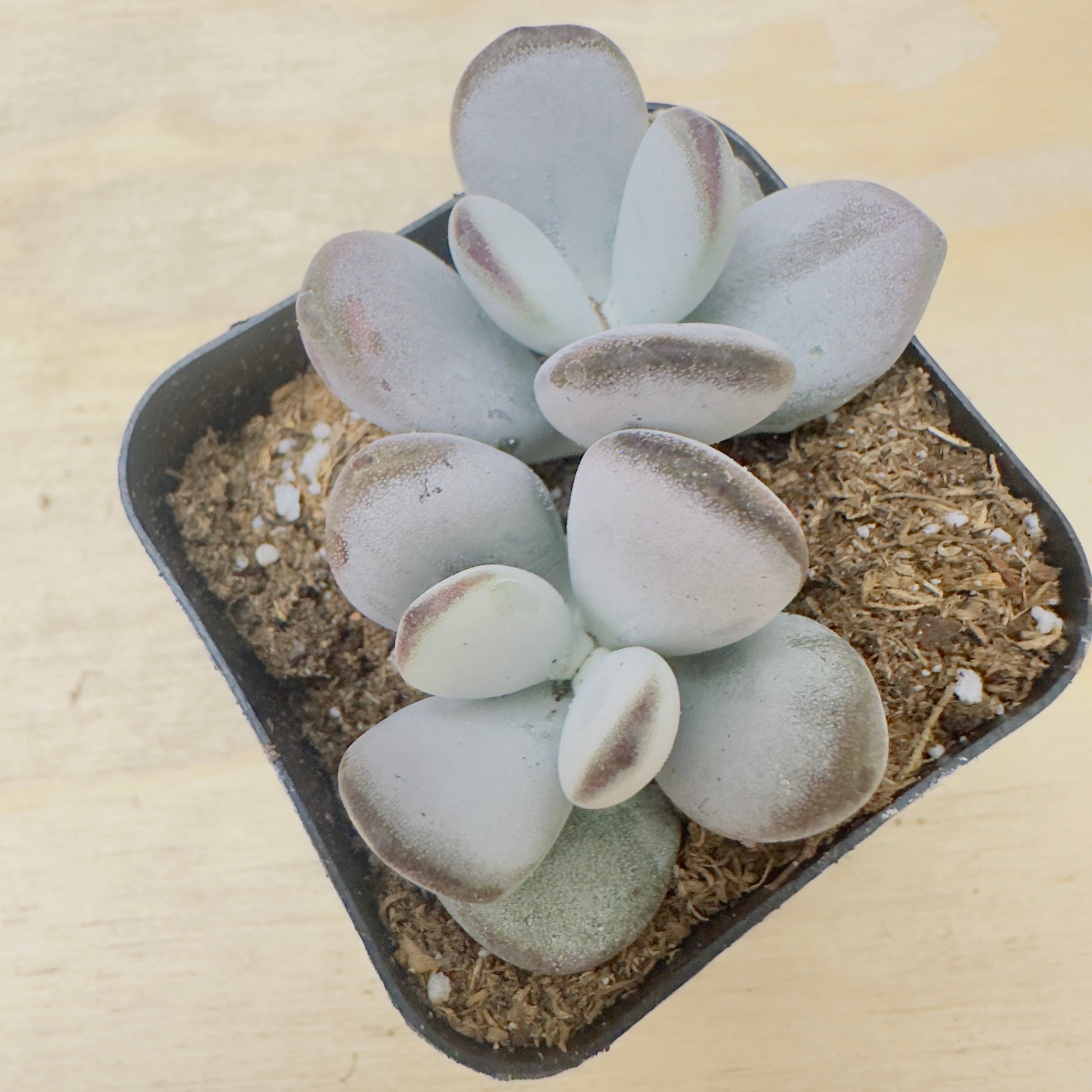 Cotyledon orbiculata - Dinteri Jacobsen-SEAH