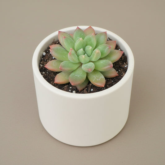 Jewel Tone Pachyveria (Pachyveria ‘Jewel Tone’) live succulent plant