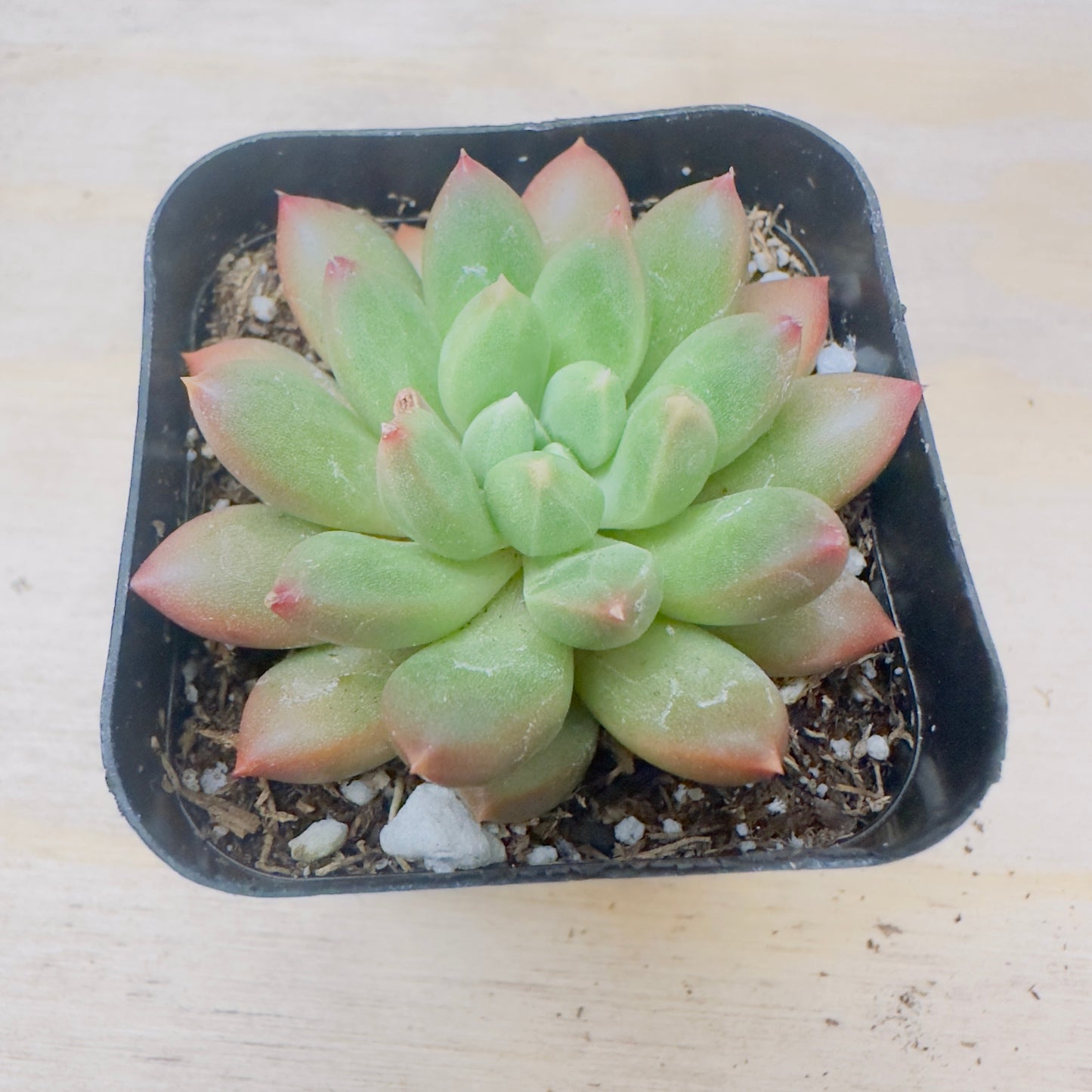 Pachyveria - Jewel Tone