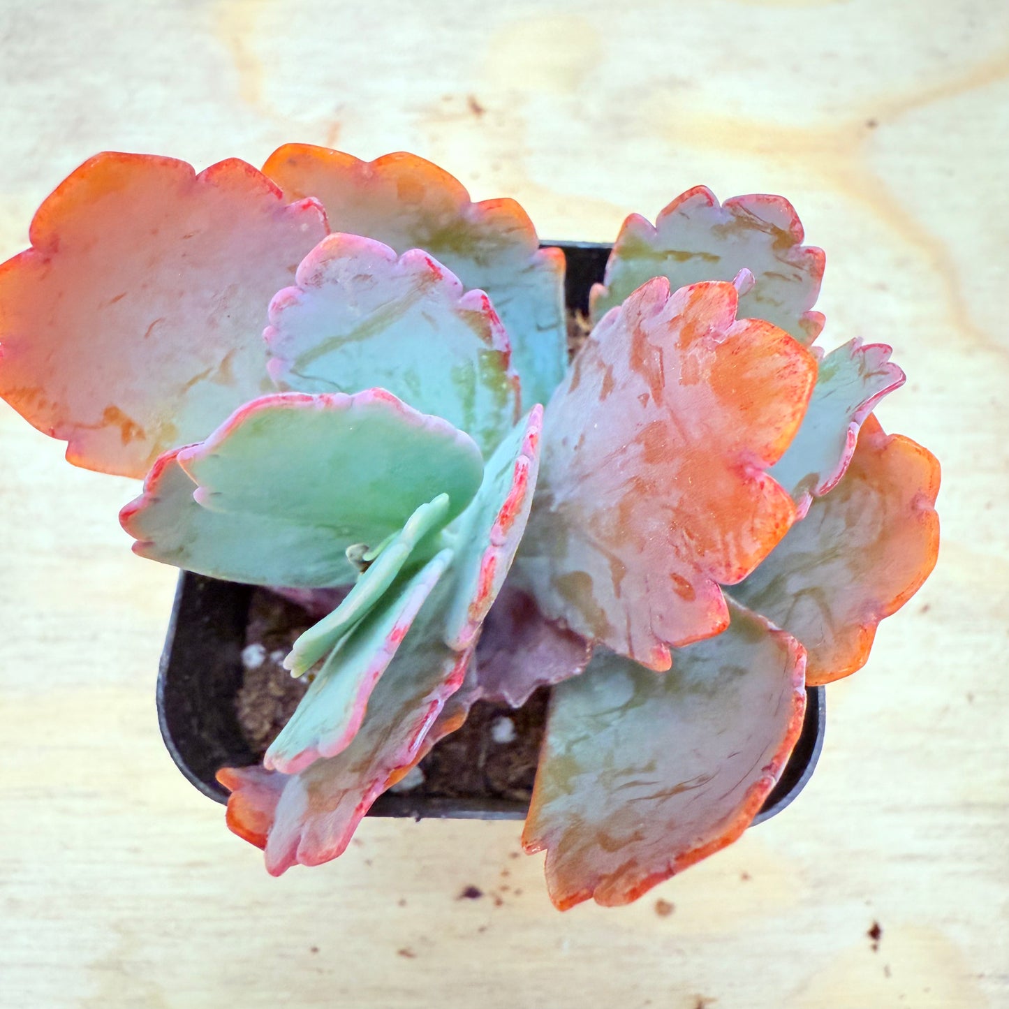 Kalanchoe fedtschenkoi - Lavender Scallops