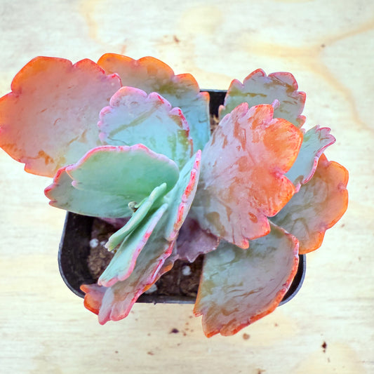 Lavender Scallops Kalanchoe (Kalanchoe fedtschenkoi) live succulent plant