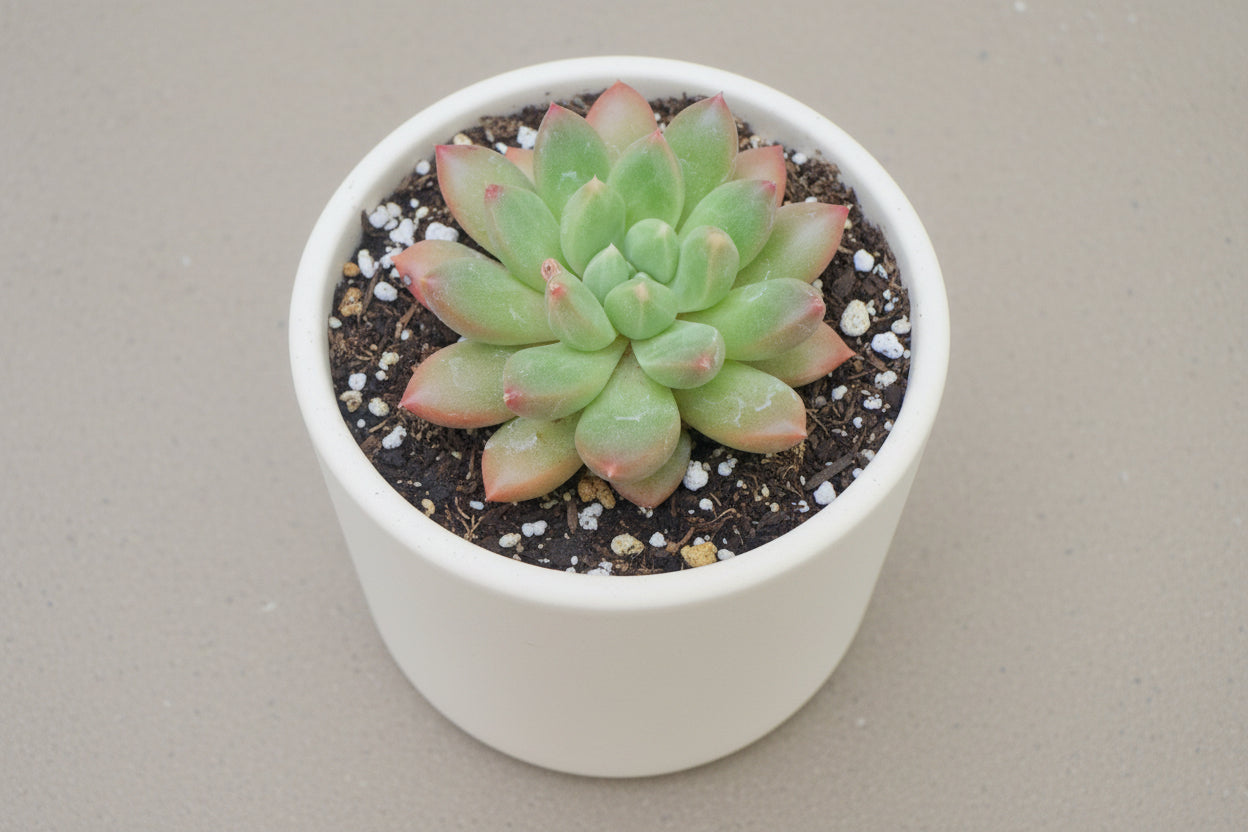 Jewel Tone Pachyveria (Pachyveria ‘Jewel Tone’) live succulent plant