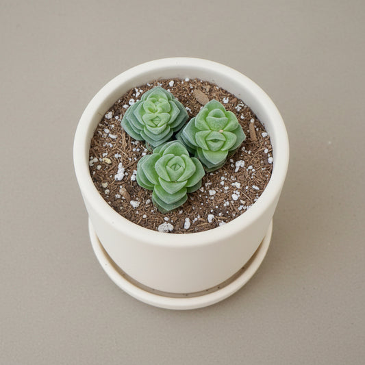 Crassula susannae live succulent plant