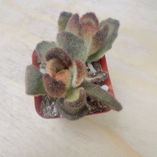 Teddy Bear Kalanchoe (Kalanchoe tomentosa ‘Teddy Bear’) live succulent plant