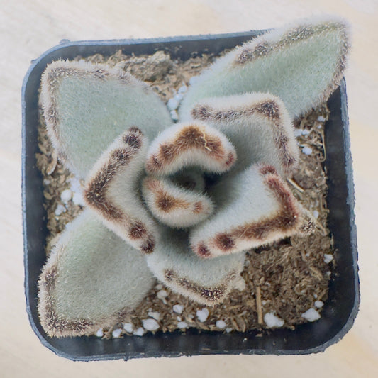 Panda Plant Kalanchoe (Kalanchoe tomentosa ‘Panda Plant’) live succulent plant