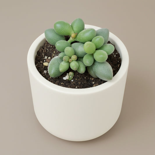 Adromischus filicaulis ssp. marlothii live succulent plant
