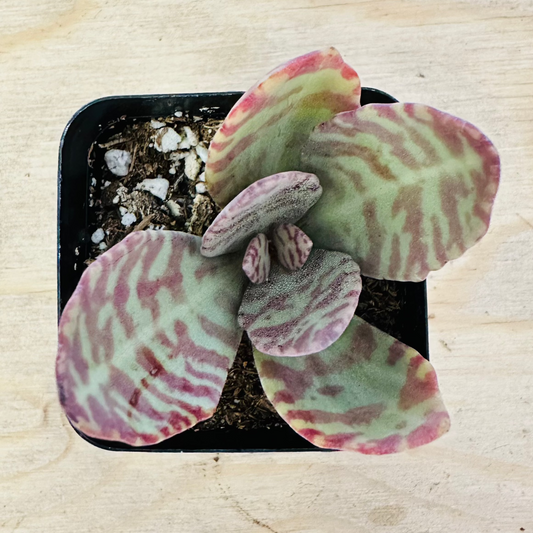 Desert Surprise Kalanchoe (Kalanchoe humilis ‘Desert Surprise’) live succulent plant