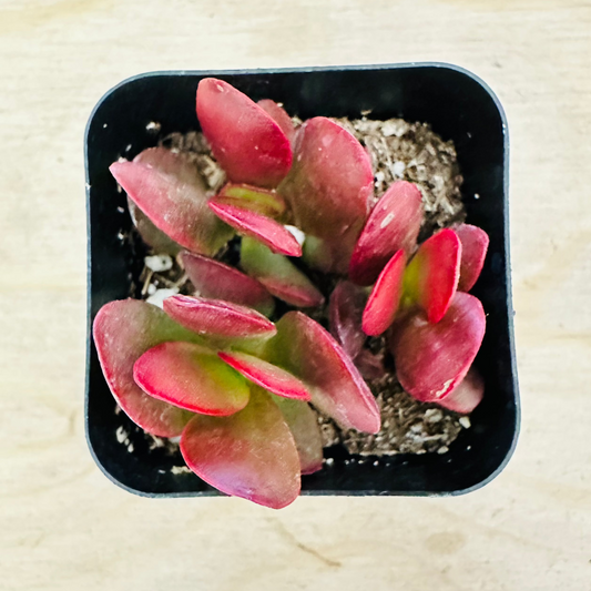 Large Red Carpet Stonecrop (Crassula pubescens subsp. radicans) live succulent plant