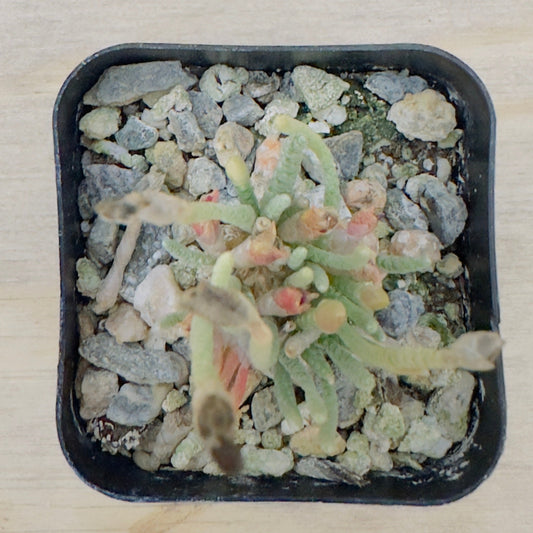 Red Flower Avonia (Avonia quinaria) live succulent plant
