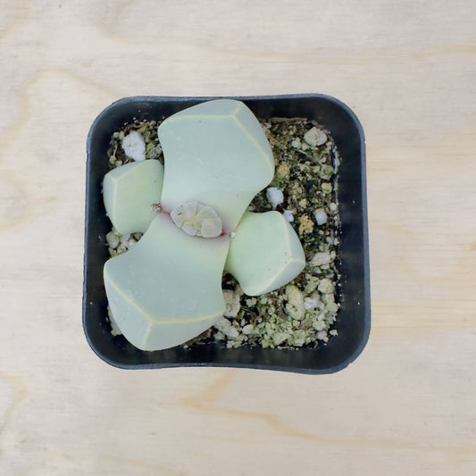 Karoo Rose (Lapidaria margaretae) live succulent plant