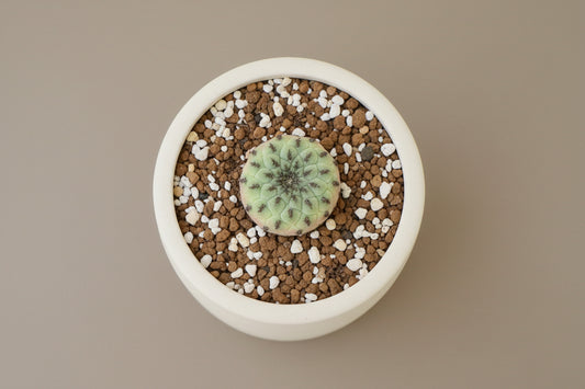 Rausch’s Sulcorebutia (Sulcorebutia rauschii) live cactus plant