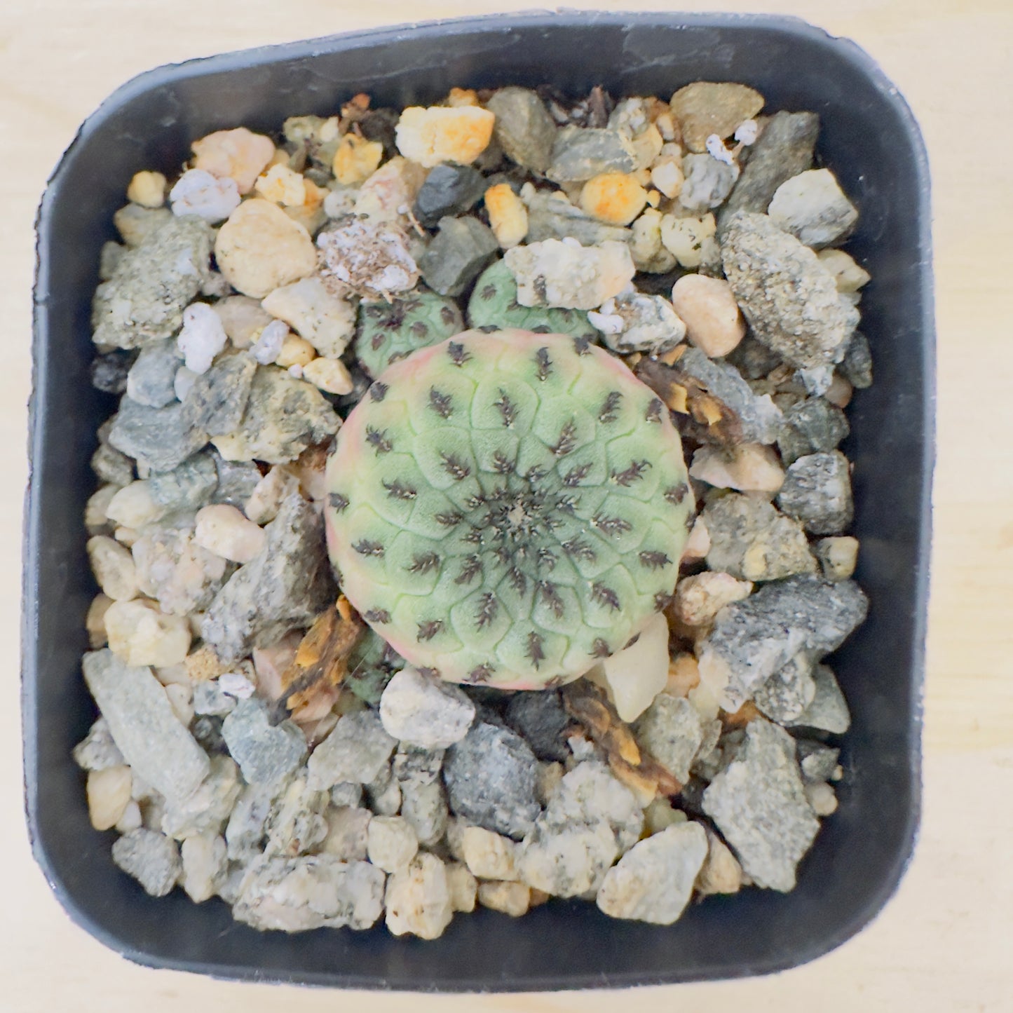 sulcorebutia rauschii - Rausch’s Sulcorebutia