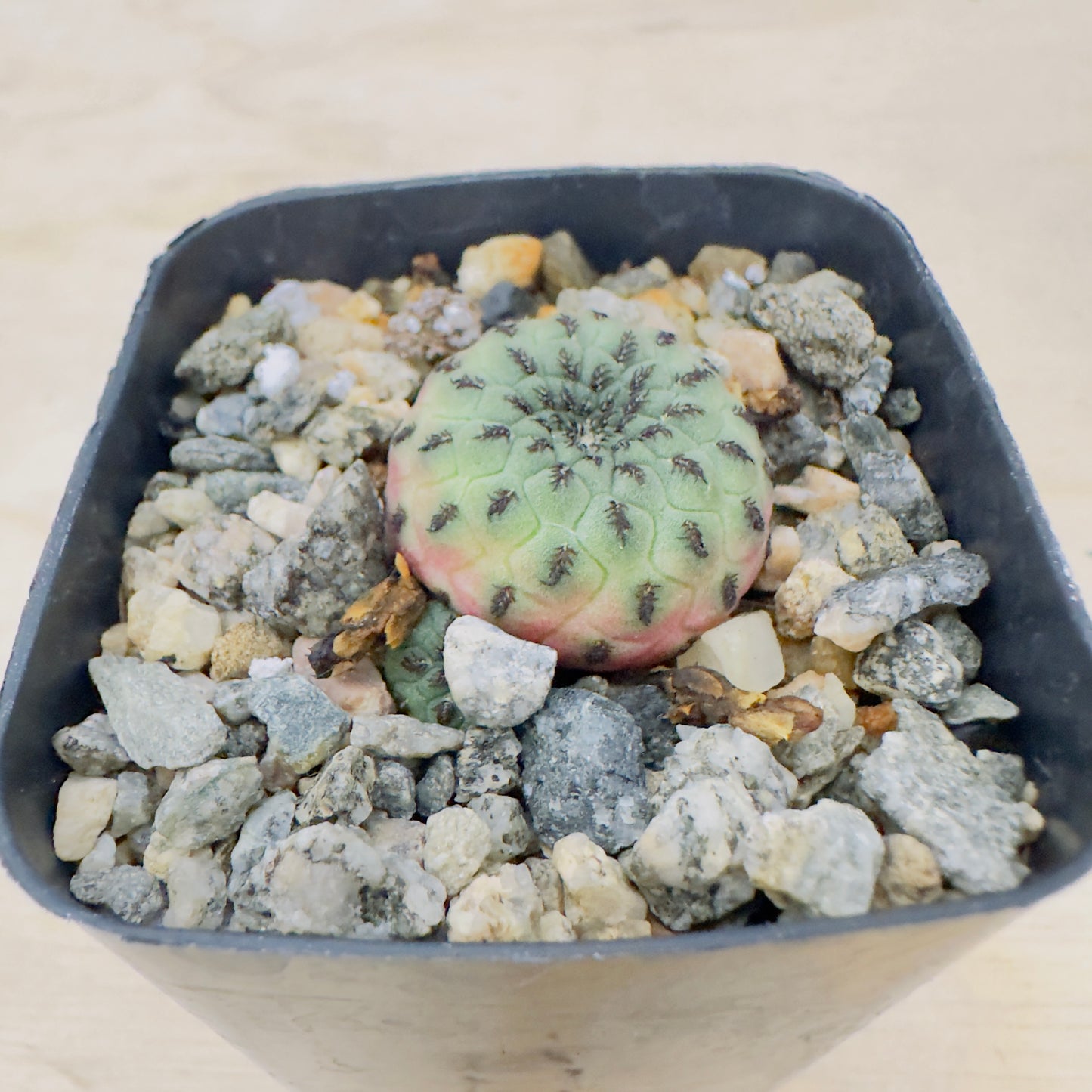 sulcorebutia rauschii - Rausch’s Sulcorebutia