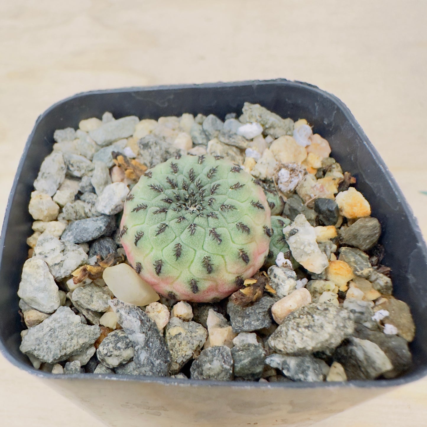 sulcorebutia rauschii - Rausch’s Sulcorebutia