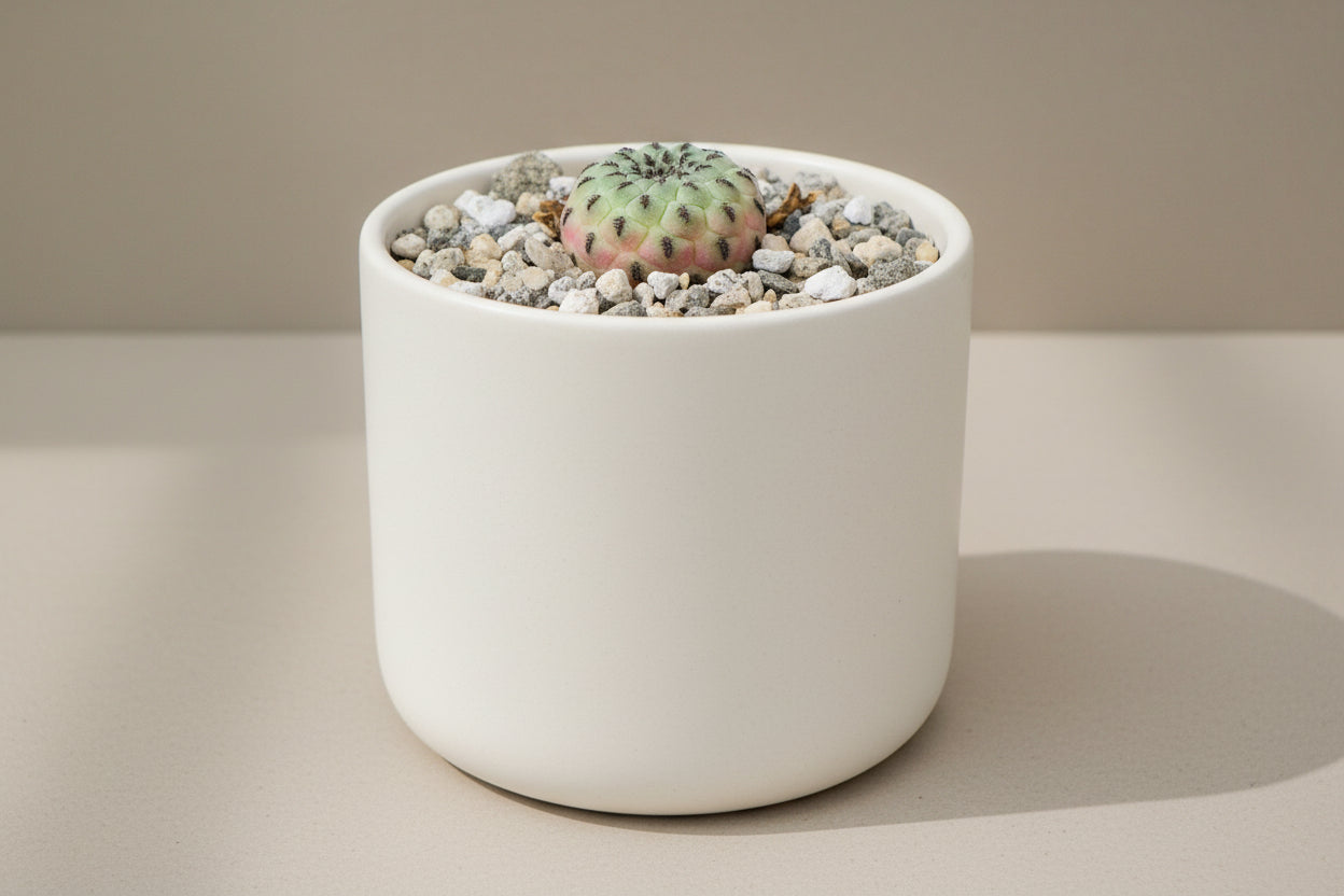 Rausch’s Sulcorebutia (Sulcorebutia rauschii) live cactus plant