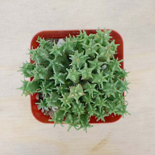 Euphorbia submammillaris live succulent plant